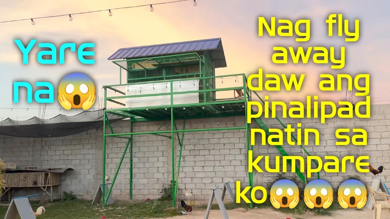 Yare na😱😱 Nag fly away daw ang pinalipad natin sa kumpare ko😱😱😱 