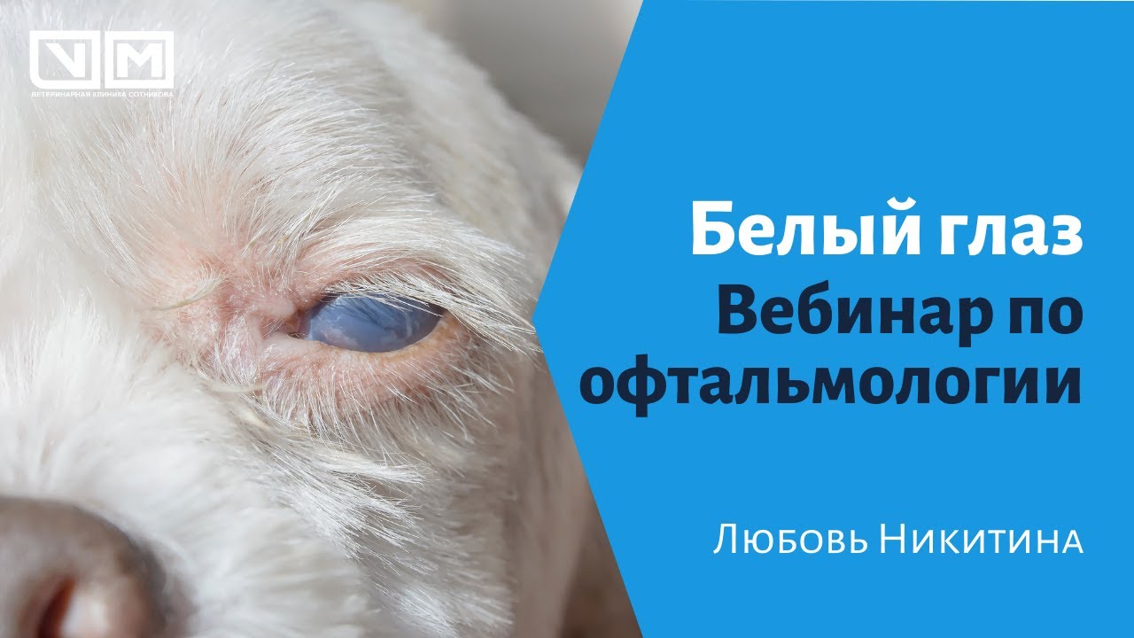 Белый глаз. Вебинар по офтальмологии