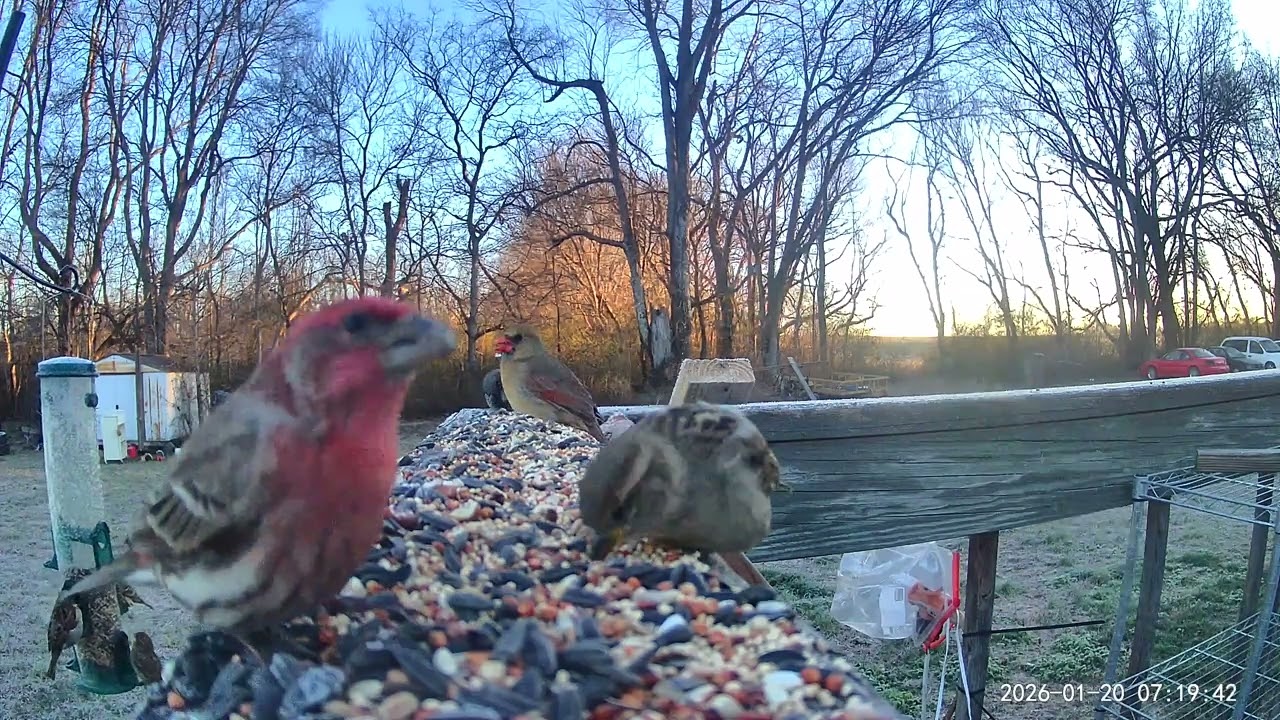 Birds ASMR 01/20/2026 continued 