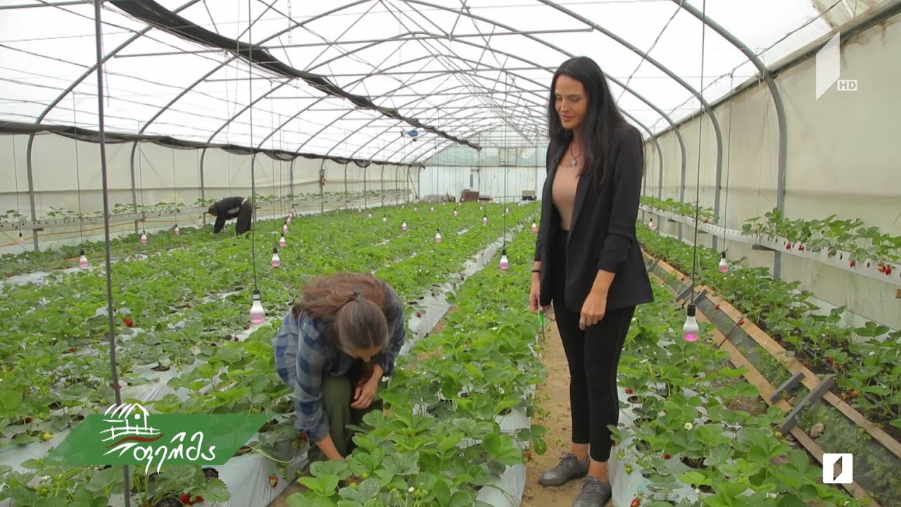 პანდემიის დროს შექმნილი ბიომარწყვის სათბური ბულაჩაურში