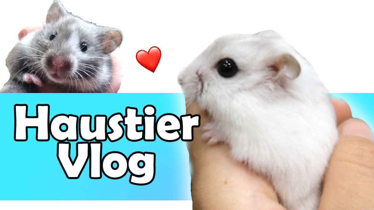 Haustier Vlog 🐹🐾🎬Neues von Hamster, Hund Katze und Co.