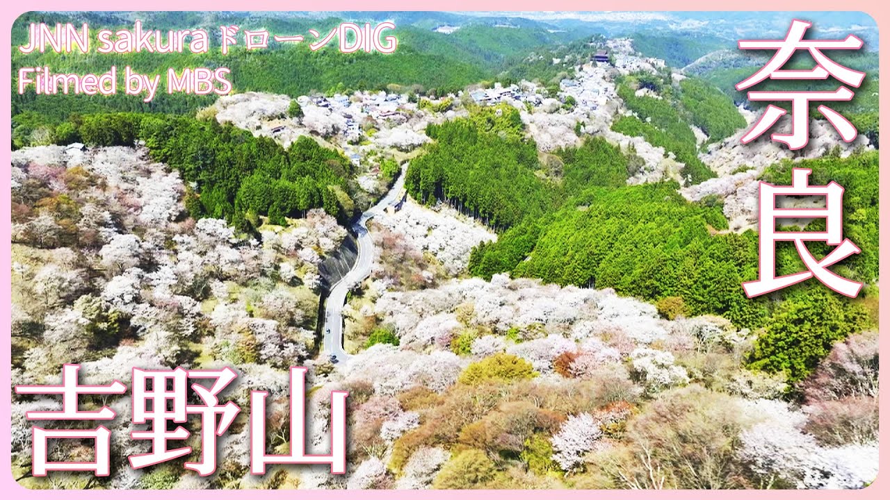 一目千本！世界遺産吉野山の桜　奈良県・吉野町【JNN sakuraドローンDIG 2023】