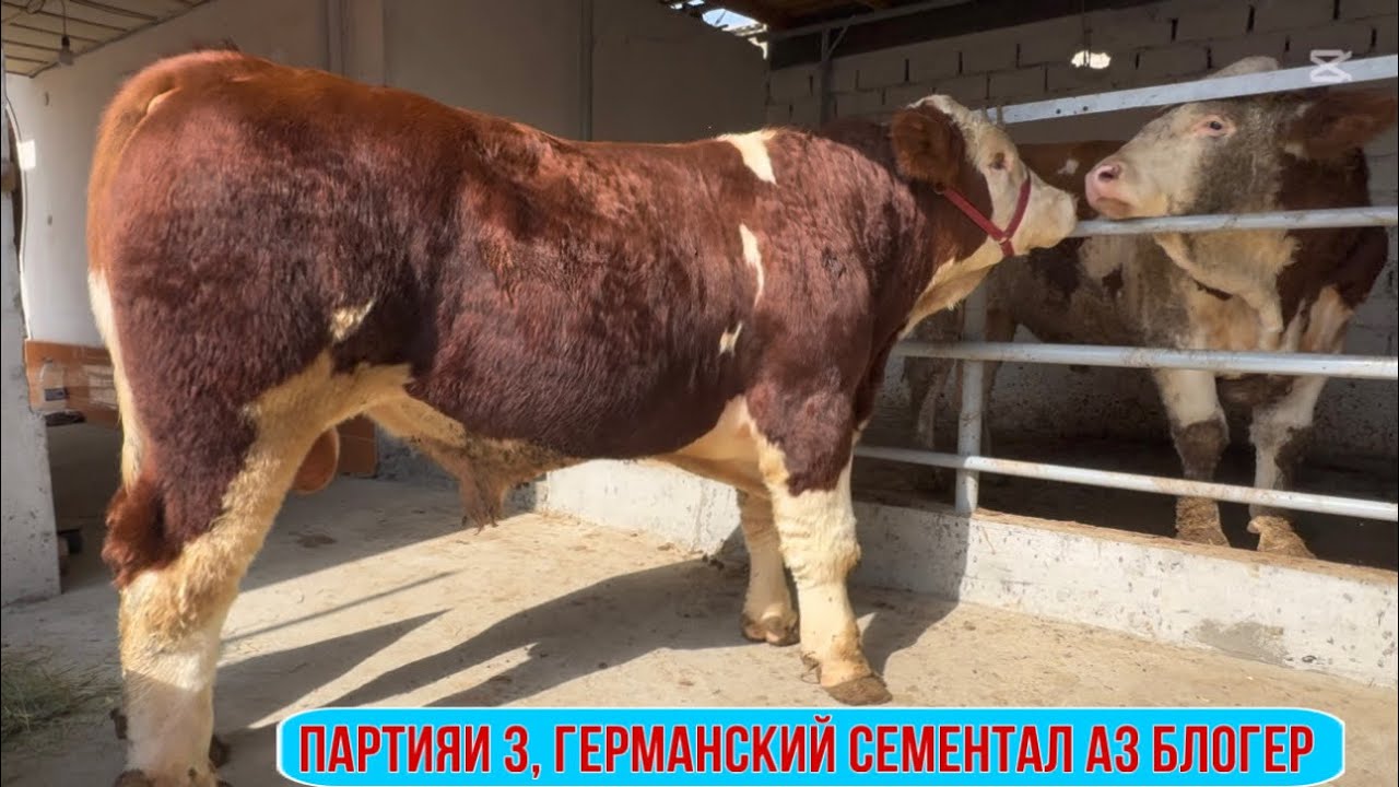Партияи 3, ГЕРМАНСКИЙ СЕМЕНТАЛ АЗ БЛОГЕР 14 октября 2025 г.
