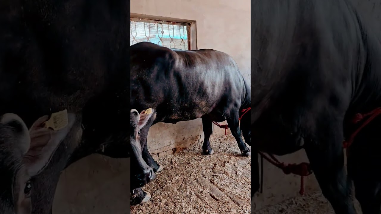 HLDB 574 BULL RESULT