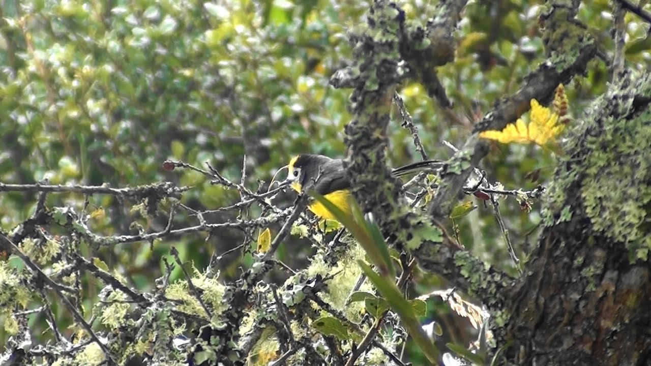 myioborus ornatus - arañero cariblanco - Golden-fronted whitestart #bogotensis #sumatealbosque