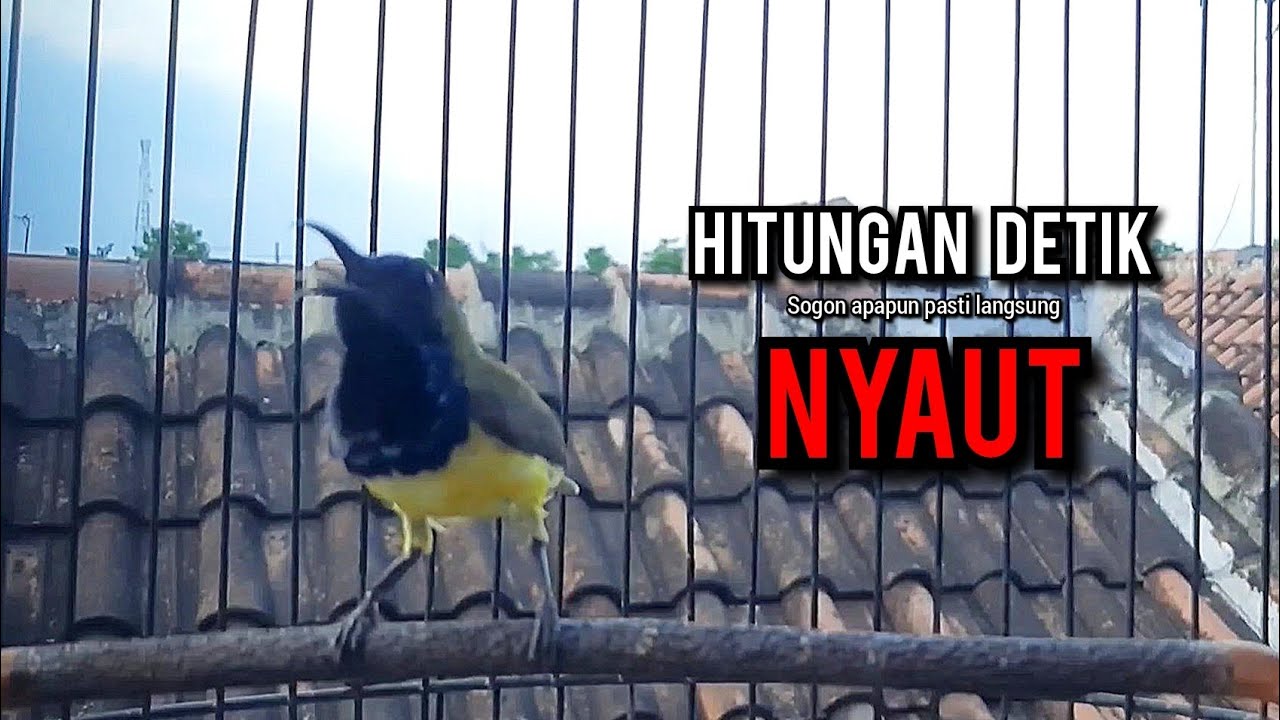 sogon gacor AMPUH BUAT sogon pancingan bunyi JADIKAN burung sogon lain ikut gacor NYAUT