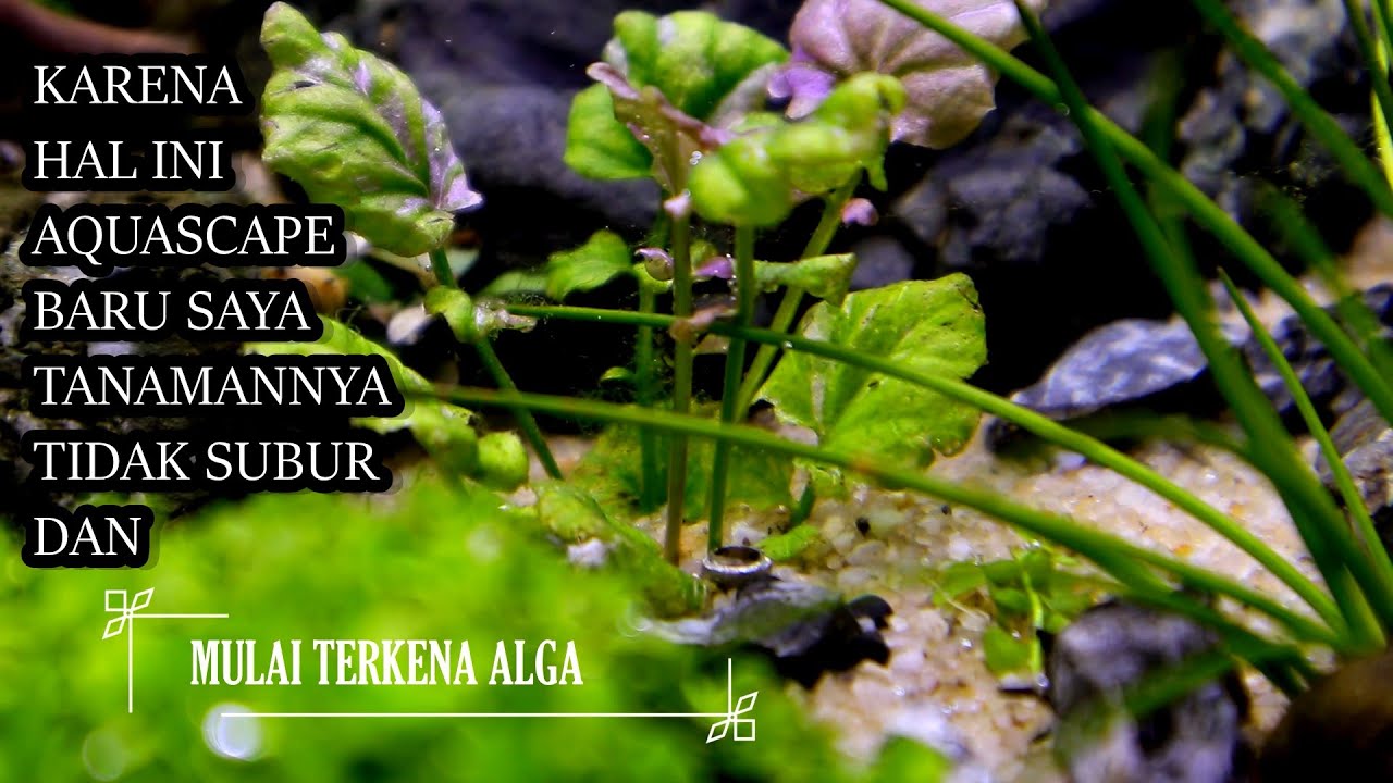 GAWAT AQUASCAPE BARU TUMBUH ALGA DAN TANAMAN TIDAK SUBUR !! APA PENYEBABNYA ??