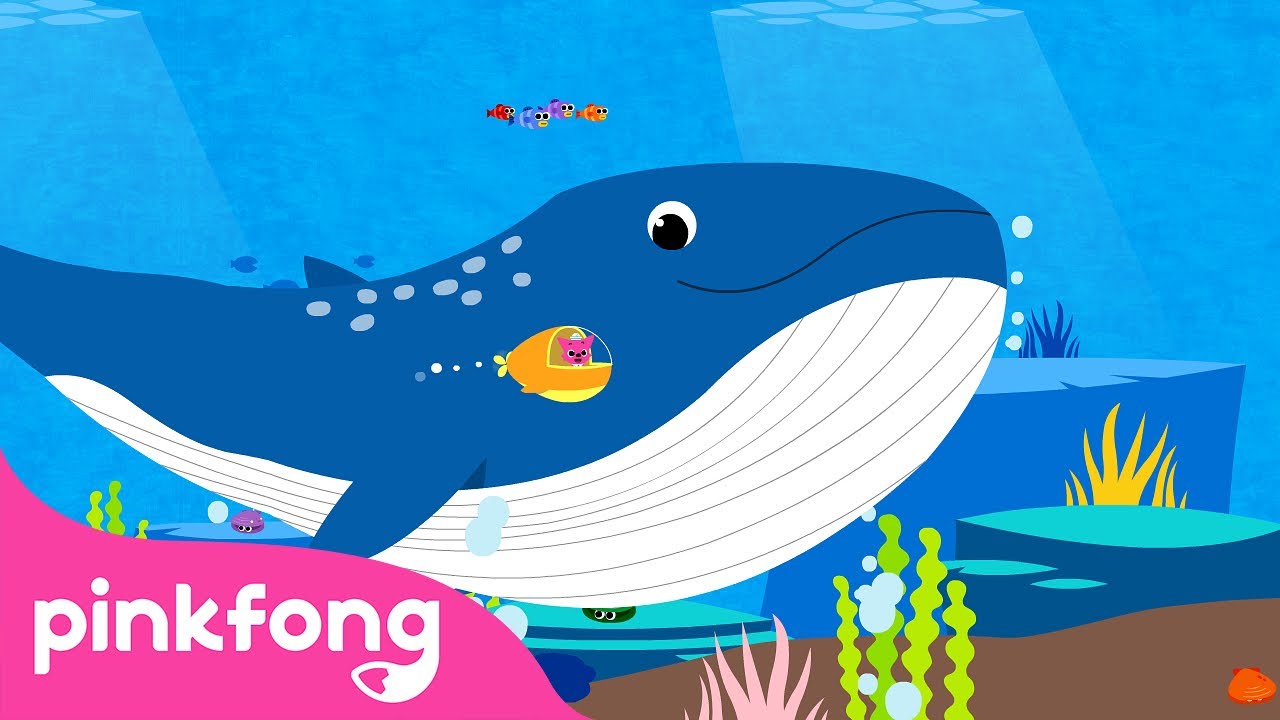Cá Voi Xanh🐳 | Bài hát về Động Vật | Pinkfong! Cá mập con - Nhạc thiếu nhi