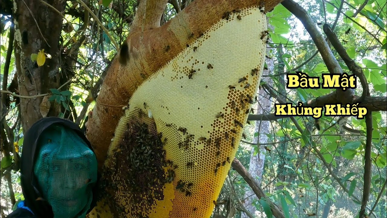 Phát Hiện Hai Tổ Ong Gằng Nhau Điều Có Bầu Mật Khủng Bố.
