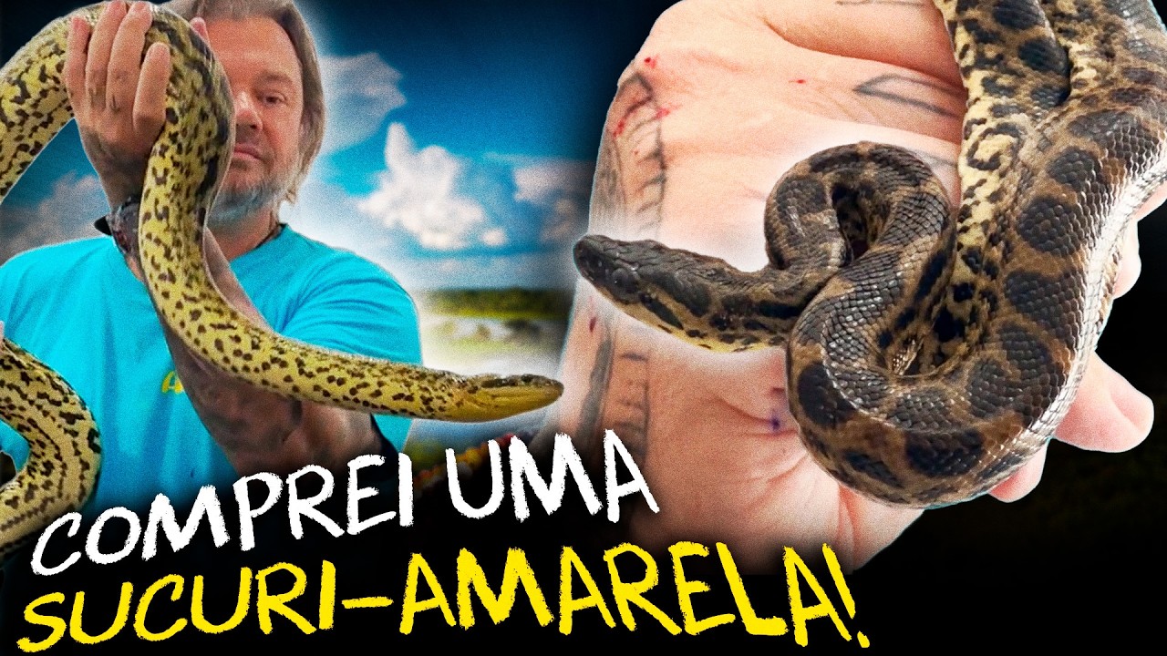 COMPREI UMA SUCURI AMARELA, A RARA EUNECTES NOTAEUS!