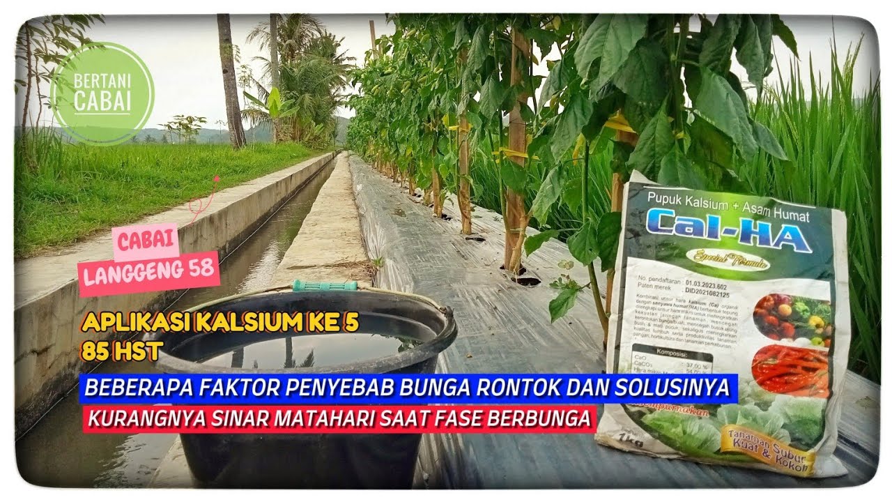 BERTANI CABAI LANGGENG 58 PART II |85 HST| APLIKASI KALSIUM KE 5