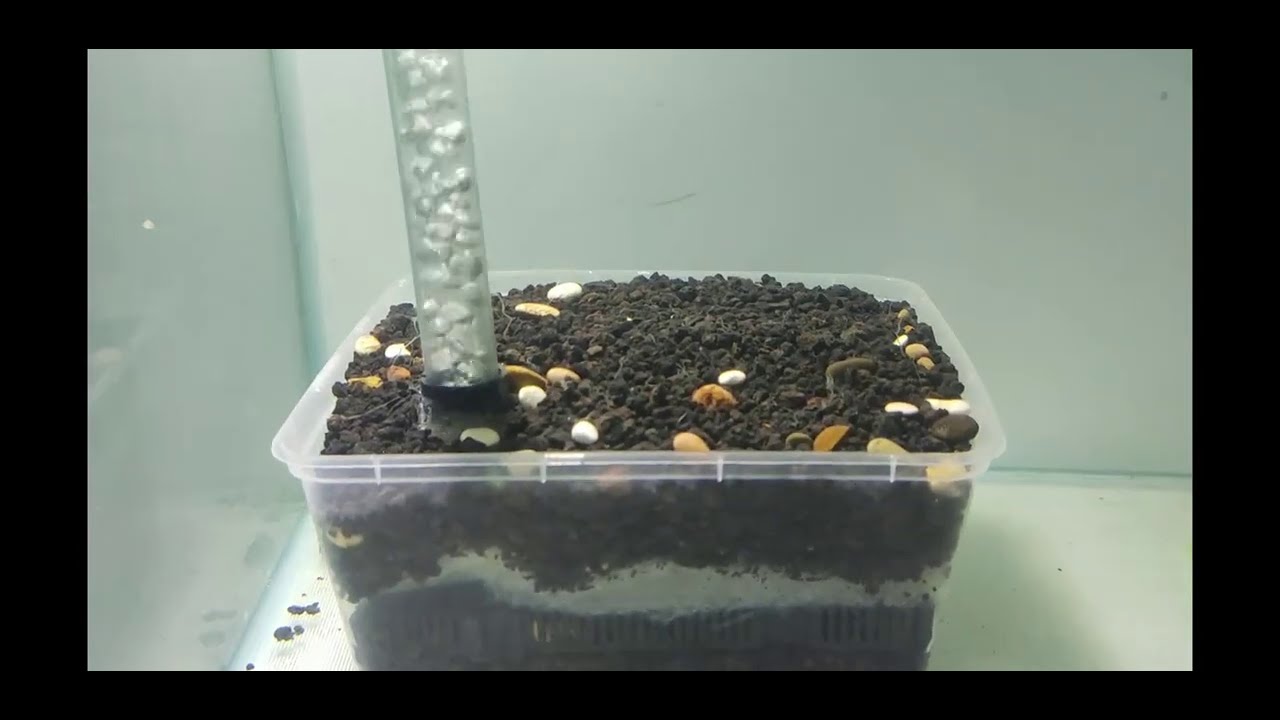 Undergravel Filter dalam budidaya DM , Daphnia Magna , Kutu Air Raksasa (Part2) Updt Casut n Artemia