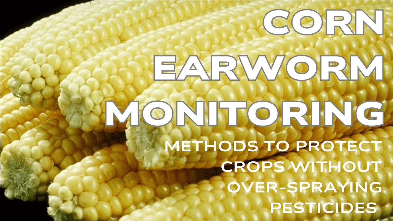 Book Report: Corn Earworm Monitoring for Integrated Pest Management