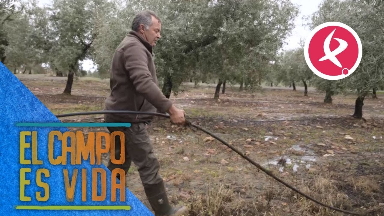 Sergio y su padre recogen las gomas de riego del olivar | El campo es vida
