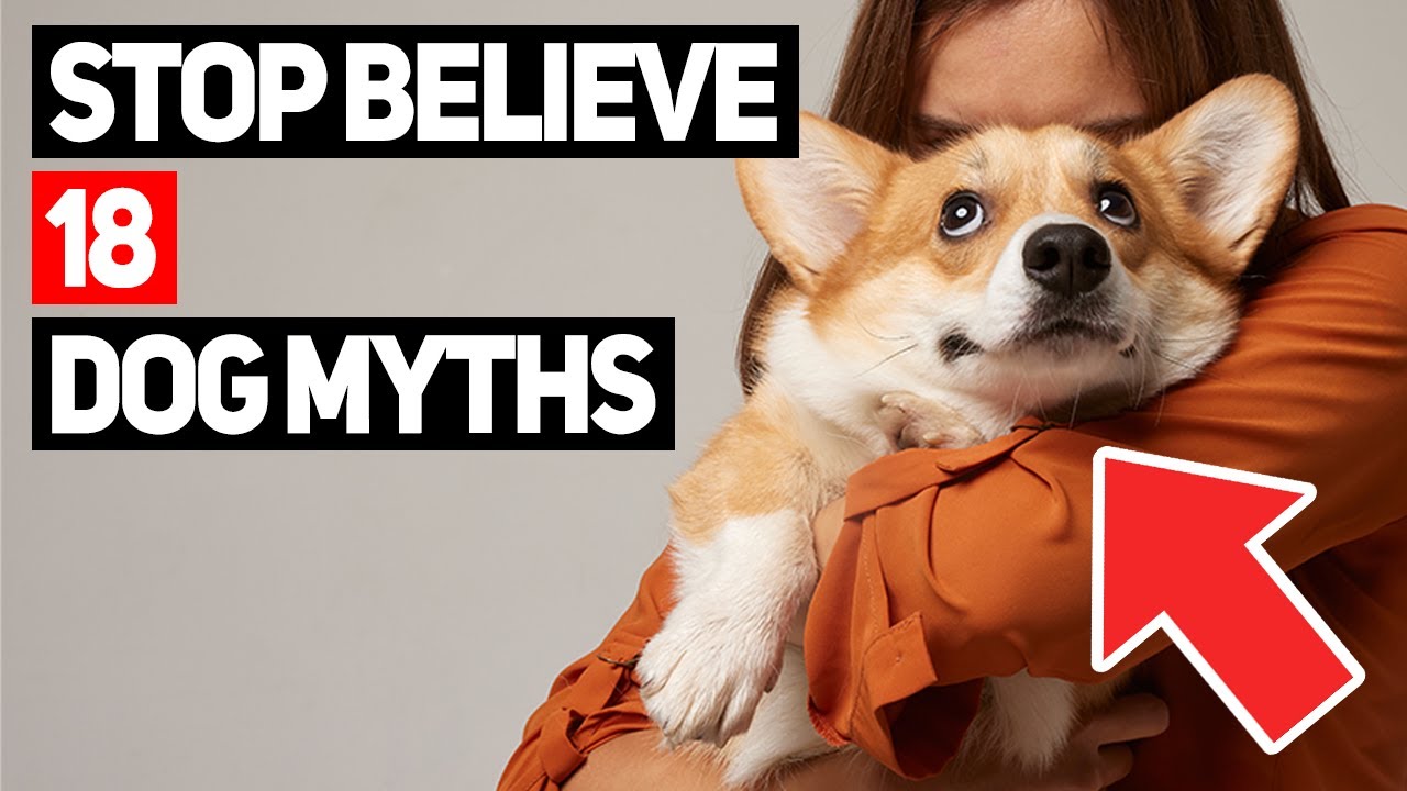 Stop Believing These 18 Dog Myths — Here's the Real Truth