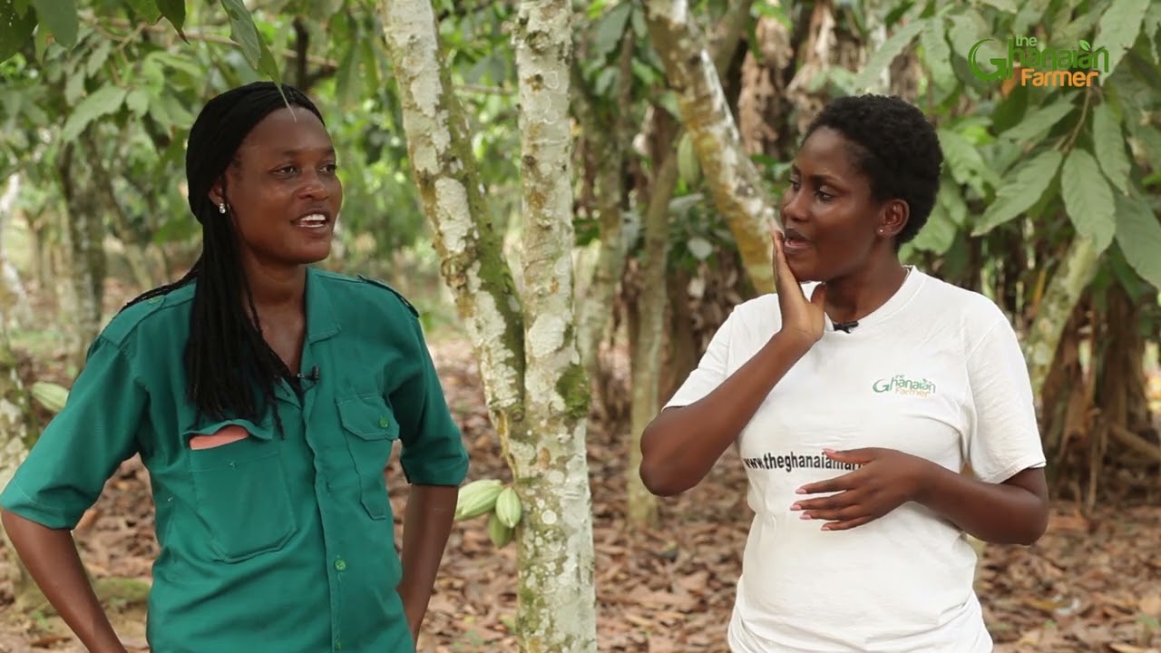 Why I Stopped Using NPK | A Ghanaian Farmer Tells How Using Poultry Manure Has Doubled His Harvest