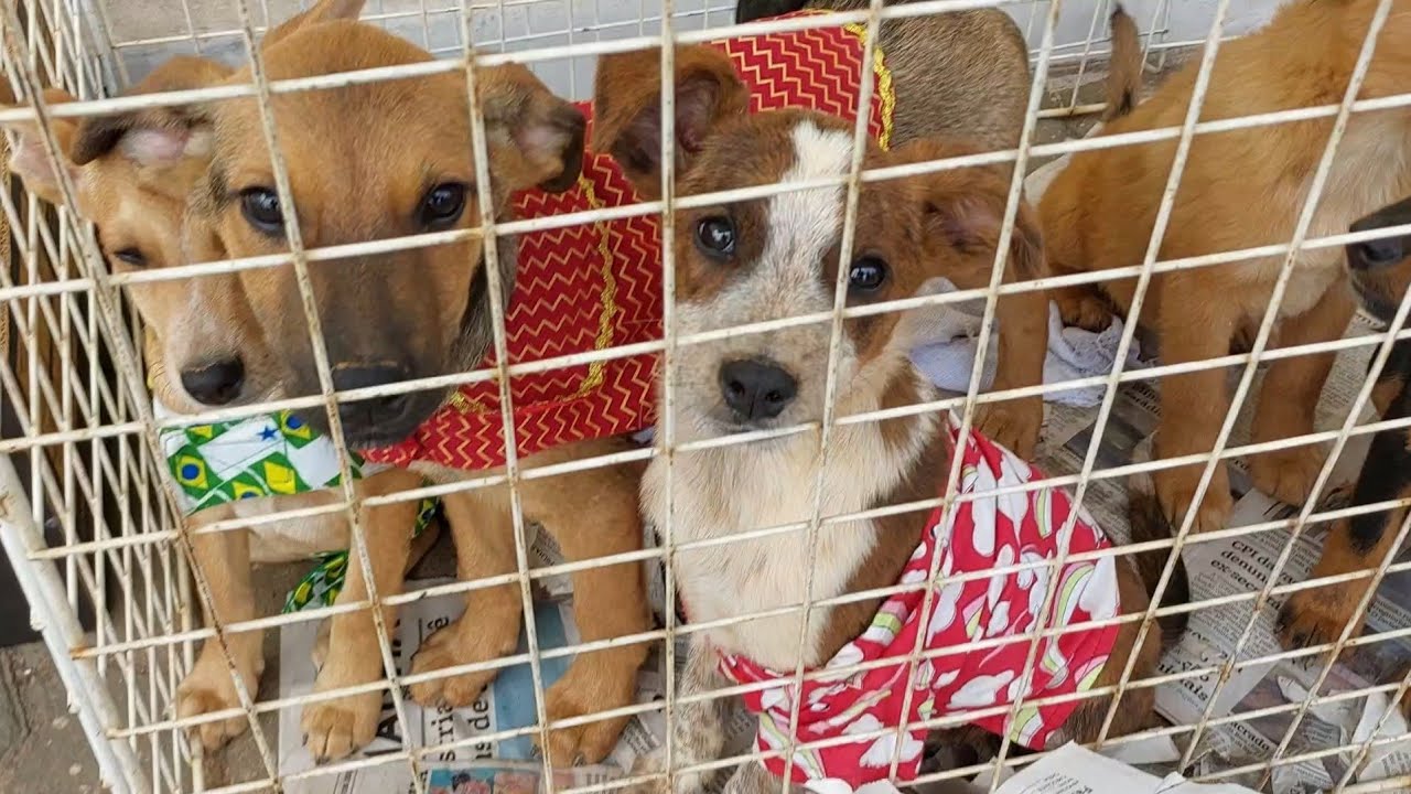 811 - Visitamos uma feira de adoção de cachorros de rua....
