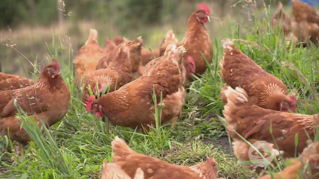 Funciones del médico veterinario y el zootecnista | La Finca de Hoy