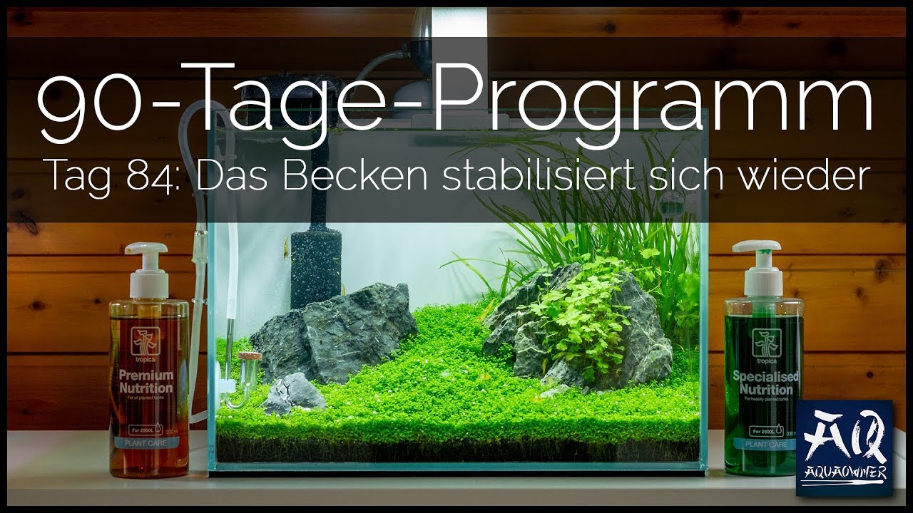 Tag 84 (Tropica 90-Tage-Programm):  Die Gegenma&szlig;nahmen wirken | AquaOwner