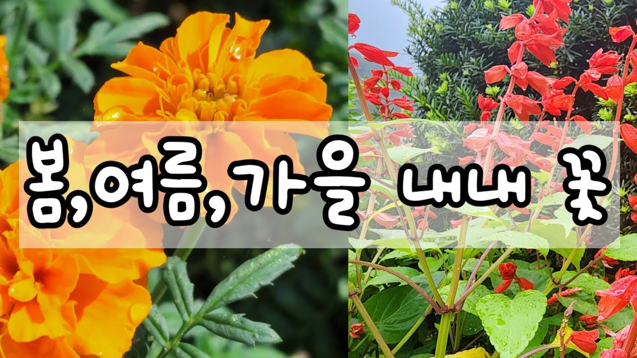 100일 넘게 피는 꽃,Best 10