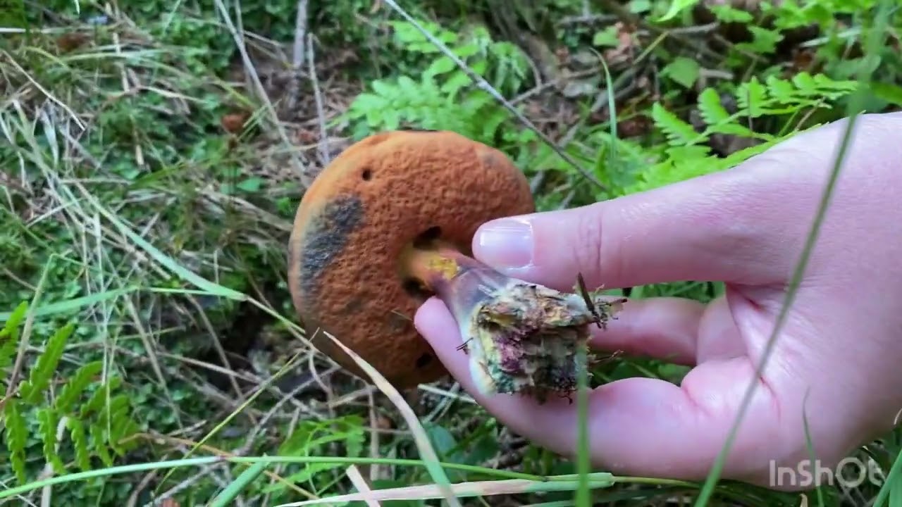 Pilze trotz Trockenheit | Fichtenwald Mitte August