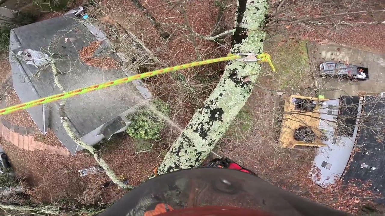 REMOVING A OAK TREE CLOSE TO A HOUSE.