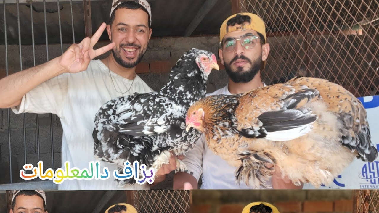 #توليعة مكانتش فالبال حول تربية دجاج الزينة مسخيناش بالأخ #سفيان 