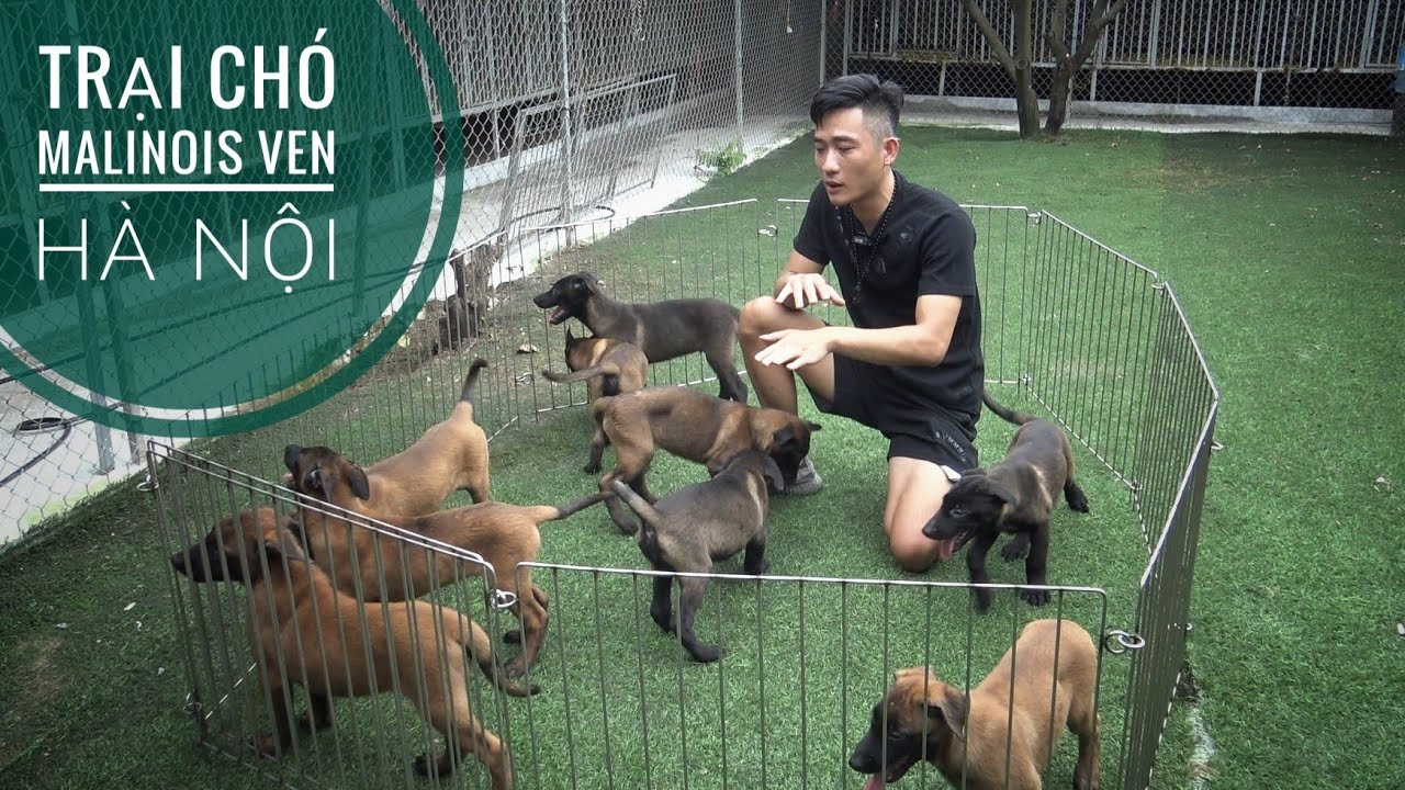 Năm nay Gi.á Chó Malinois thế nào - Trại Chó Malinois nuôi Sinh Sản của em Khánh Toàn