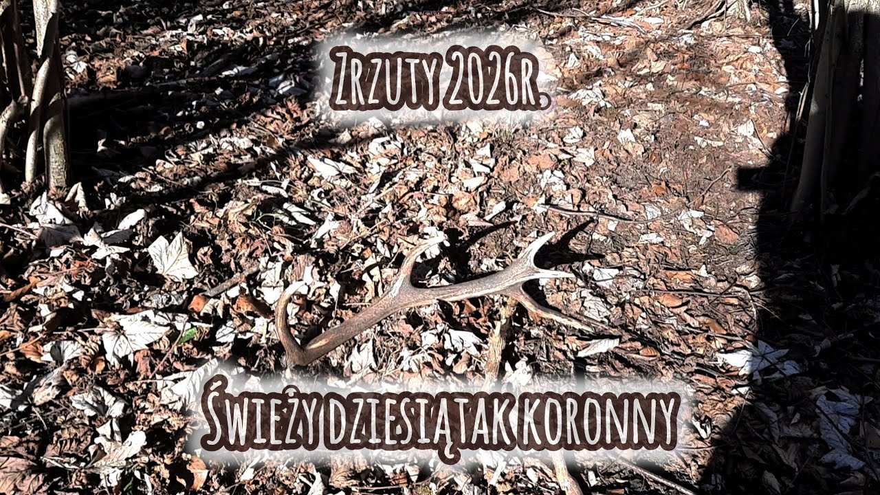 Zrzuty 2026- Wypatrzony z auta 10-ątak #jelenie #deer #poroże #antlers #wildlife 