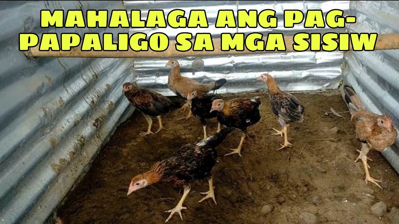 MAHALAGA ANG PAGPAPALIGO SA MGA SISIW || BALERIANS GAMEYARD