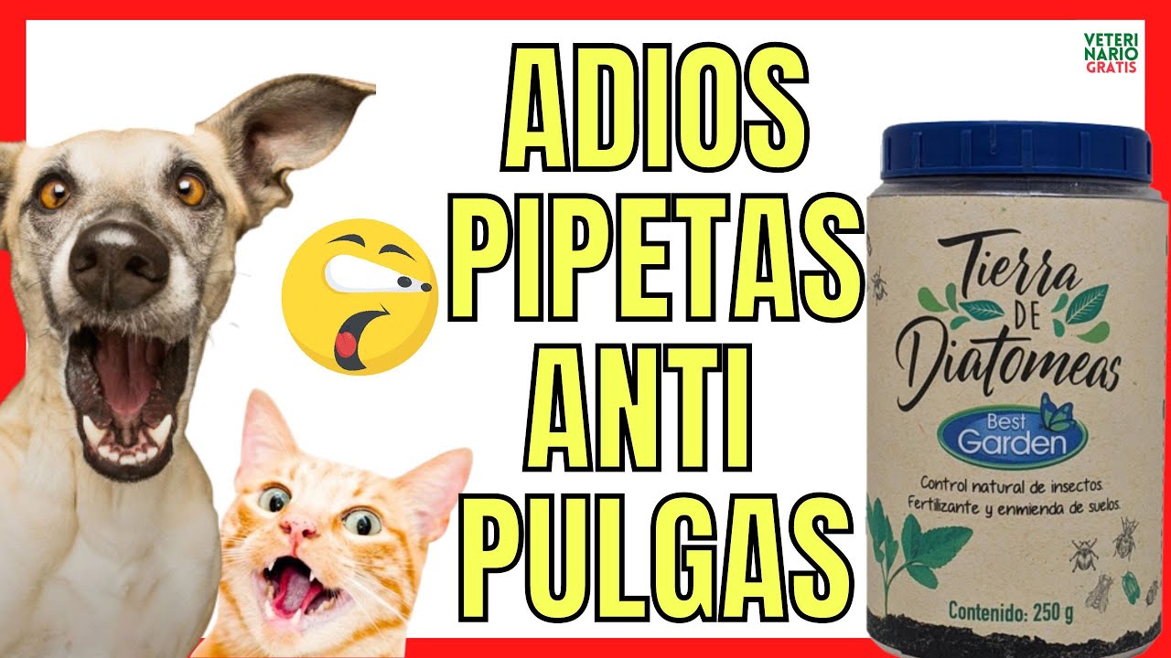 💖 CÓMO ELIMINAR PULGAS EN PERROS Y GATOS CON TIERRA DE DIATOMEAS 💖 ADIOS A LAS PIPETAS ANTIPULGAS