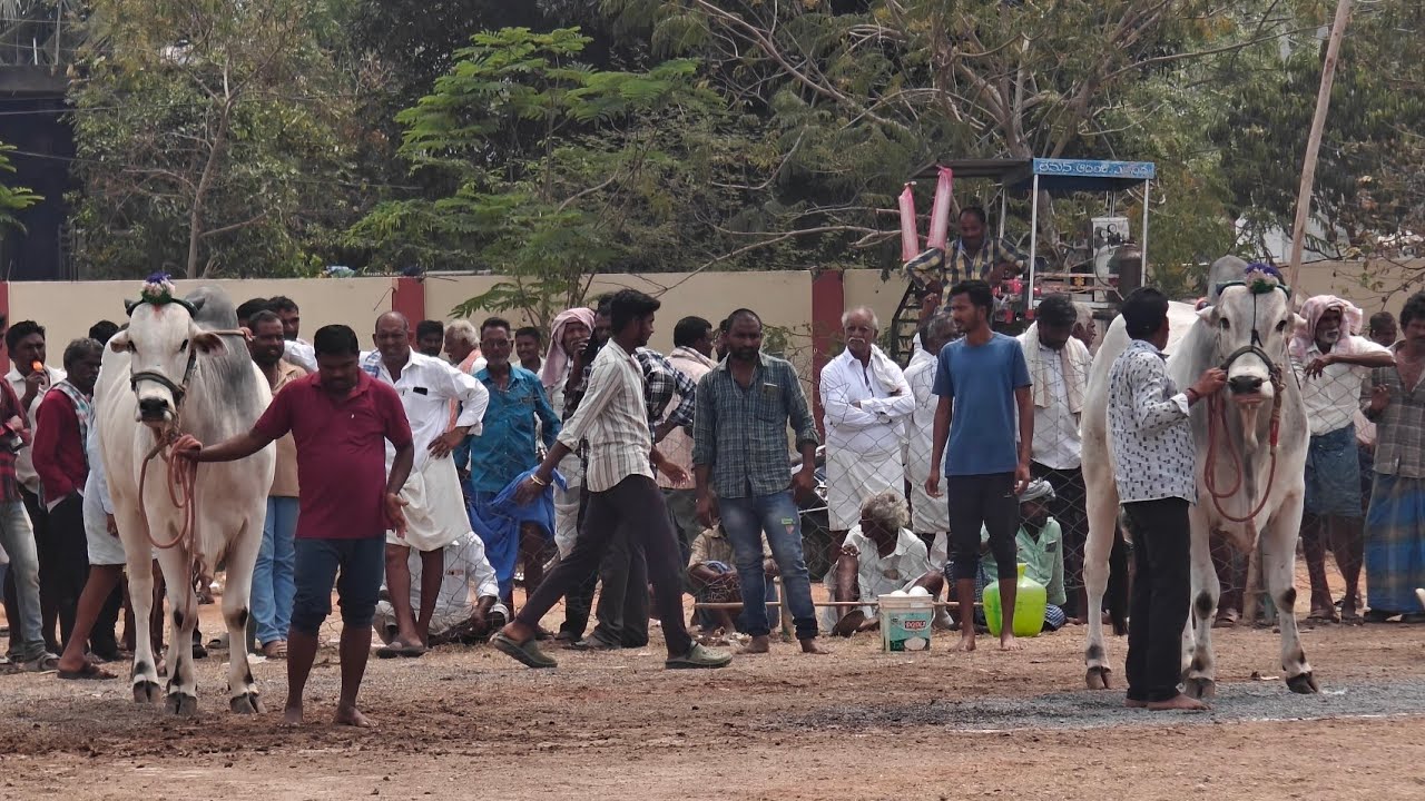 ఆకుల గణపవరం గ్రామంలో  8వజత 6 పళ్ళ విభాగంలో పోటీలు