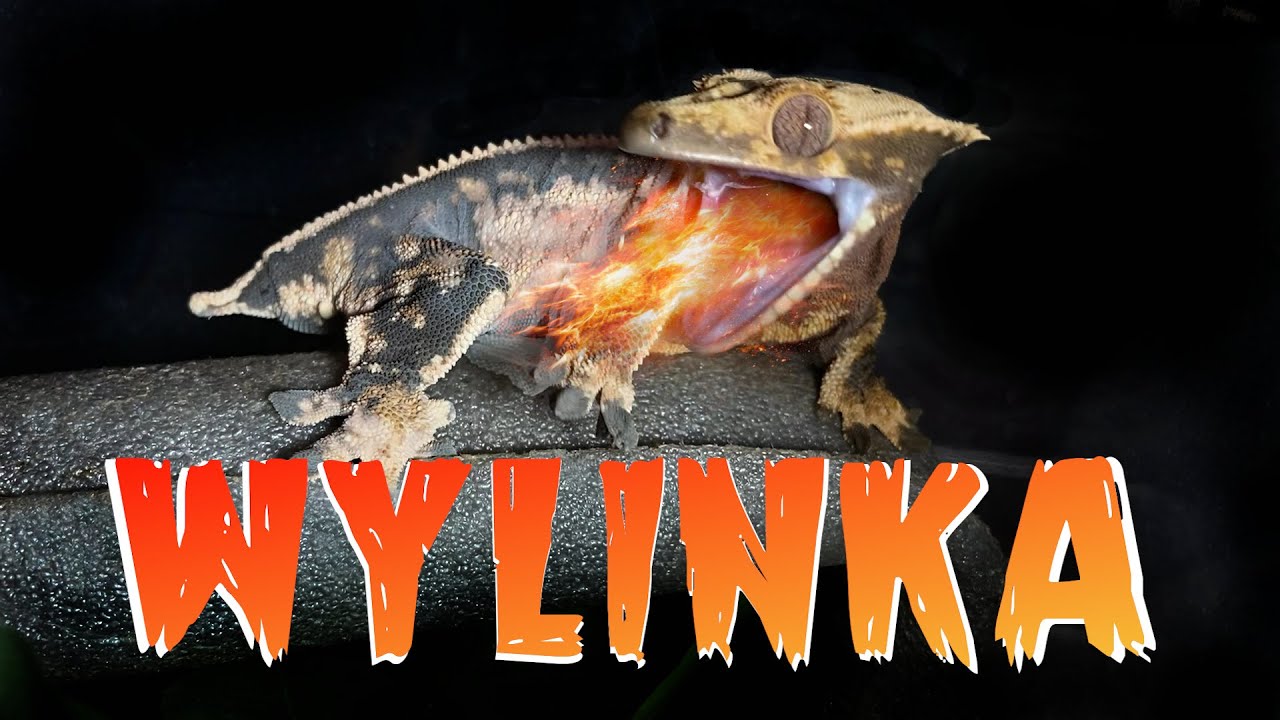 #14 Gekon orzęsiony - WYLINKA - linienie, jak przebiega, o czym pamiętać?