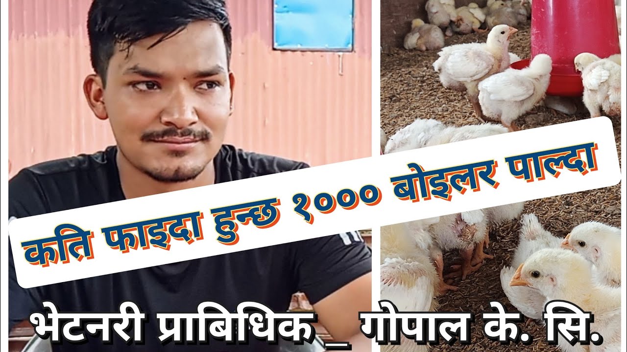 कुखुरा पालनको सम्पुर्ण जानकारी// कसरी लिन सकिन्छ मुनाफा// प्राबिधिक गोपाल के. सि. संग सिधा कुरा