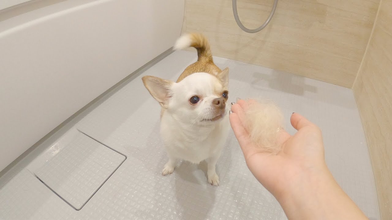 スムースチワワの換毛期がこちらです