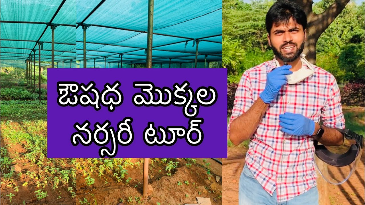 Complete Medicinal Plant Nursery Tour || ఔషధ మొక్కలు కోసం తెలుసుకుందాం రండి #medicinalplants #garden