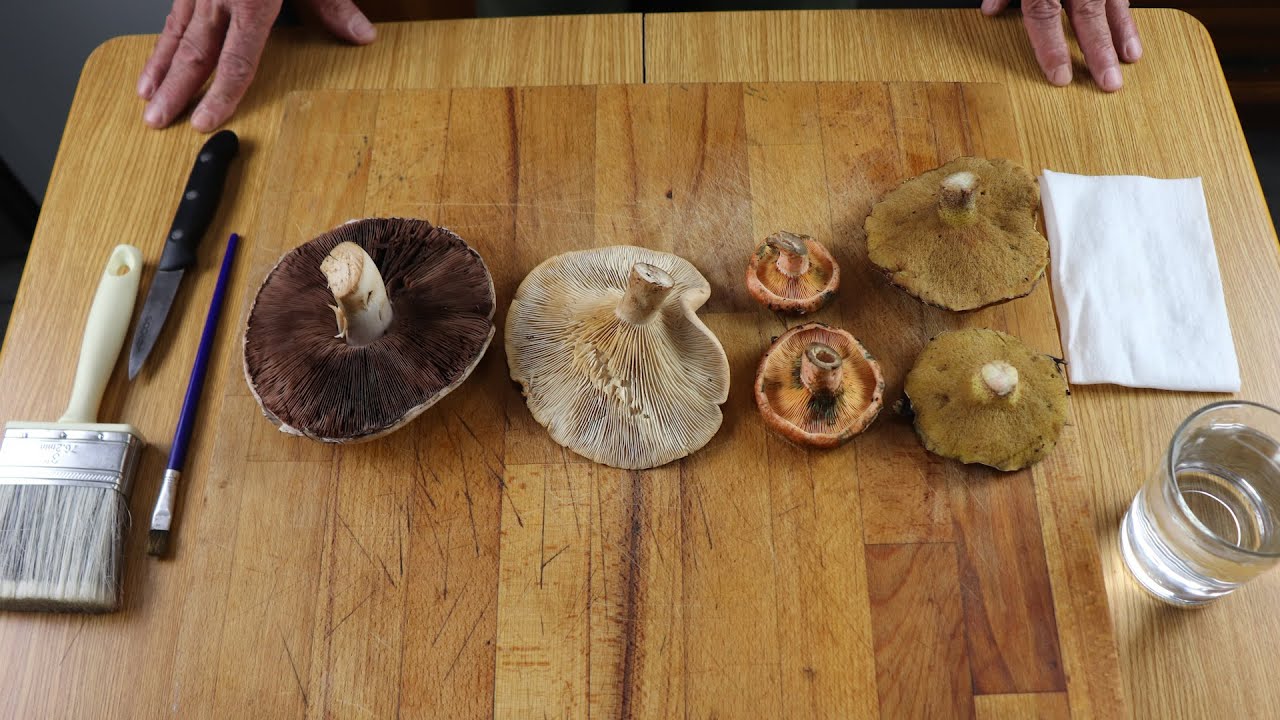 🍄 ¿CÓMO LIMPIAR SETAS SILVESTRES CORRECTAMENTE?  🍄
