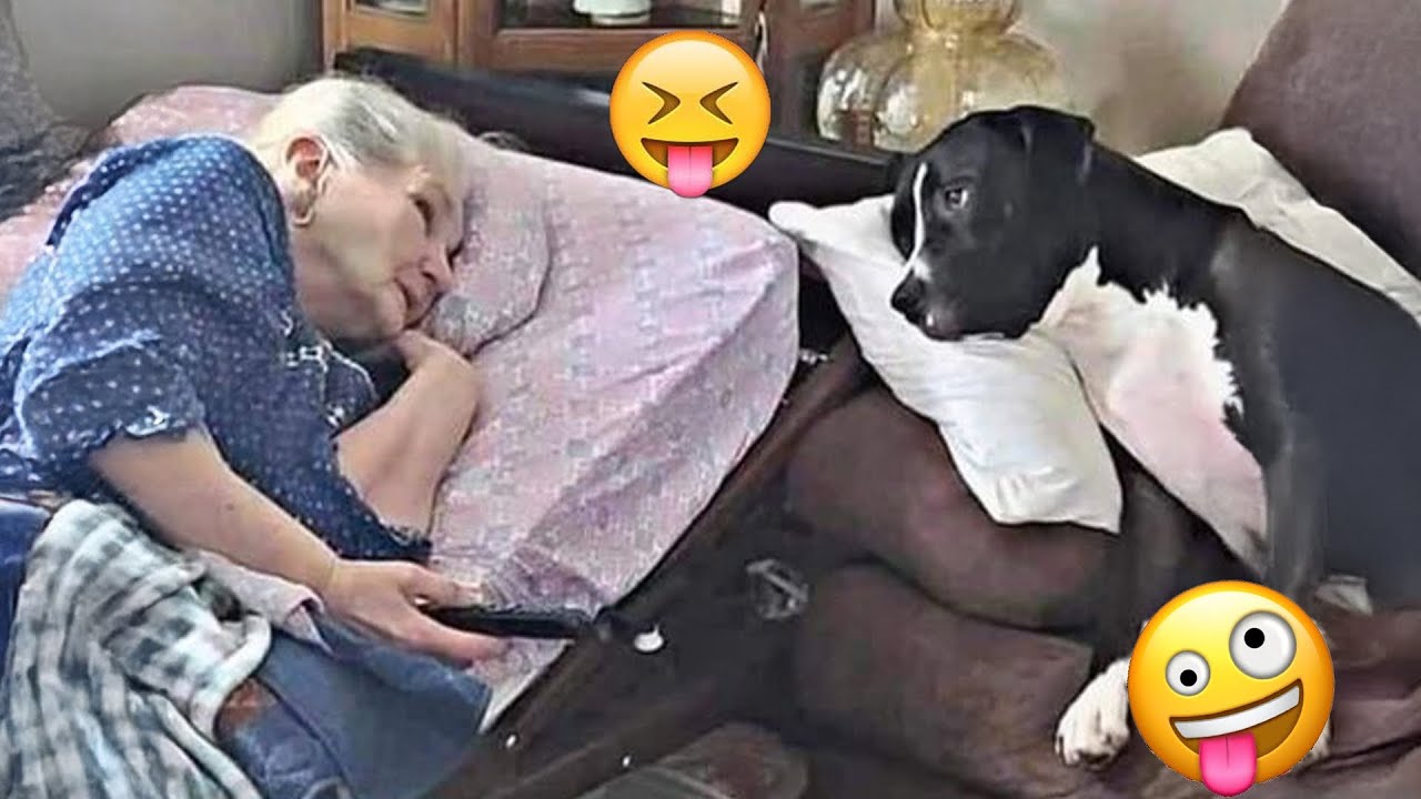 TRY NOT TO LAUGH 😆 Best Funny Videos Compilation 😂😁😆 Memes PART43