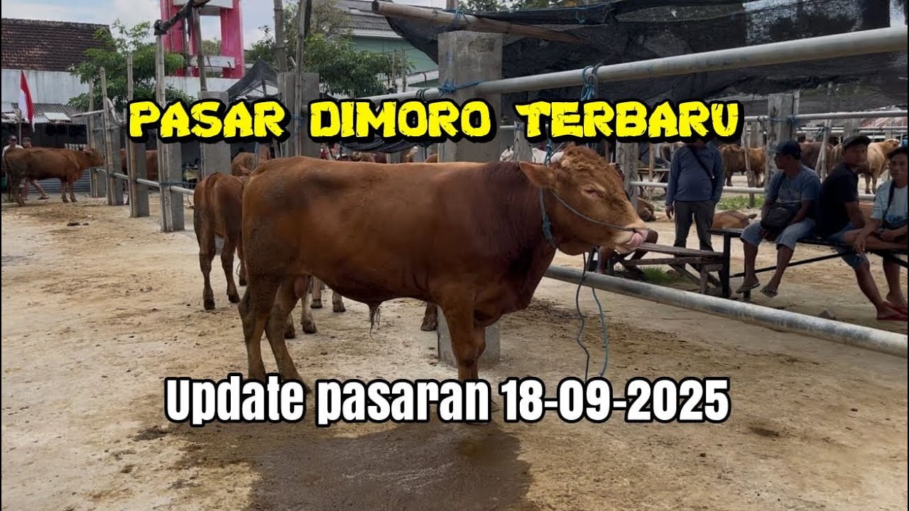 Update pasar dimoro blitar (terbaru 18-09-2025) ...!!!
