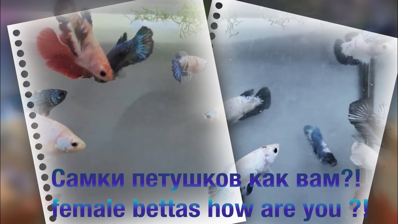 Самки петушков как вам?! female bettas how are you?