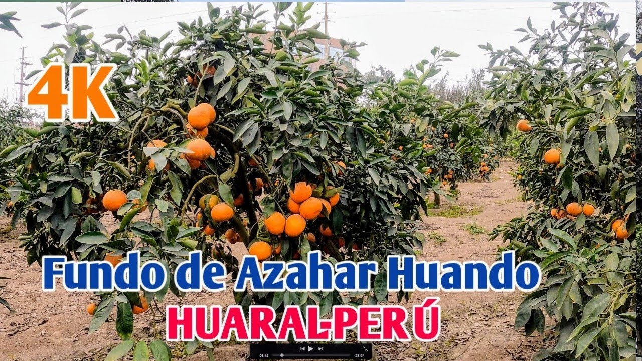 LIMA PERÚ 4K | UN TOURS POR EL FUNDO AZAHAR HUANDO | HUAral | DÍA 25/08/2024