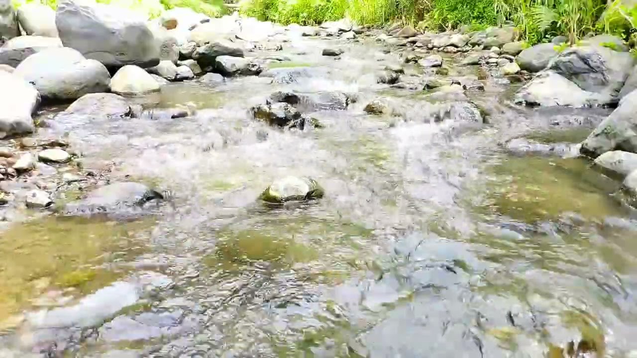 Gentle Nature Sounds for Refresh Your Mind, Peaceful Forest River, Relaxing River Sounds#youtube #yt