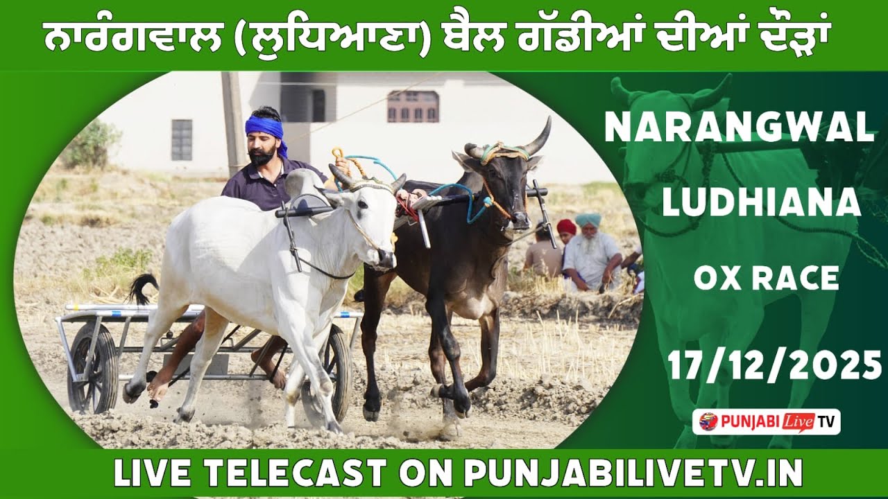 🔴[LIVE] NARANGWAL (LUDHIANA) OX RACE 17 DEC 2025
