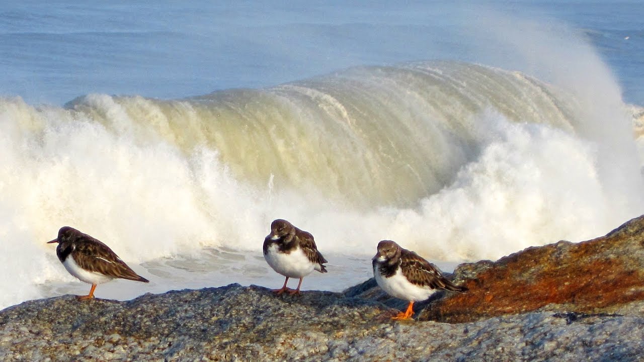 Sonido del oc&eacute;ano Atl&aacute;ntico - Espinho Portugal