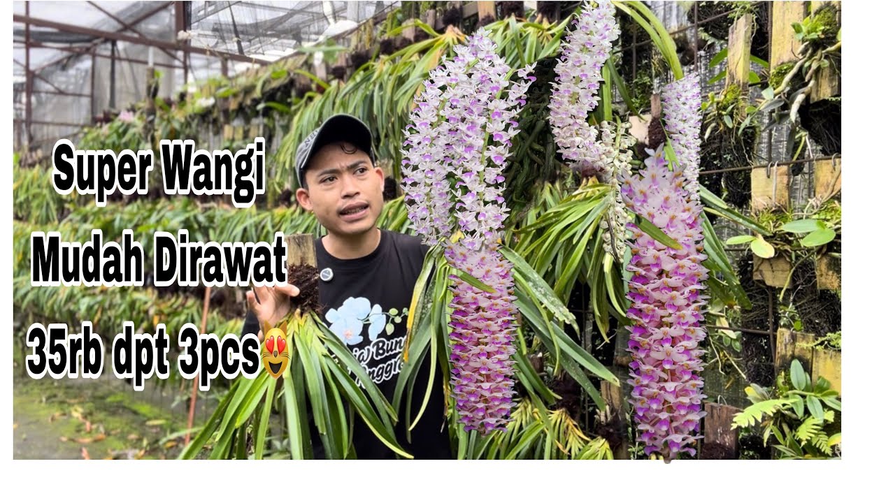 ✅Diskon Spesial 35rb dpt 3pcs Anggrek Recontilis😻Super Wangi & Mudah Dirawat🤩