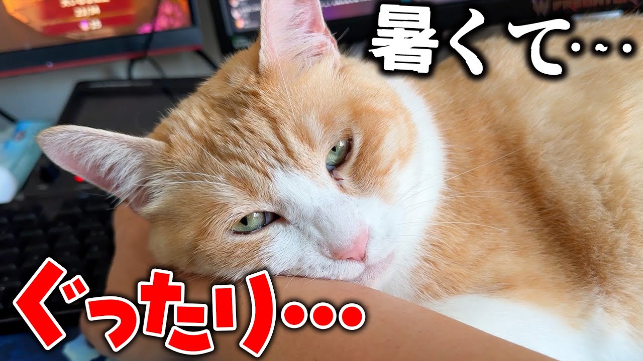 突然ロビンがぐったりした様子で腕枕をされに来ました…。