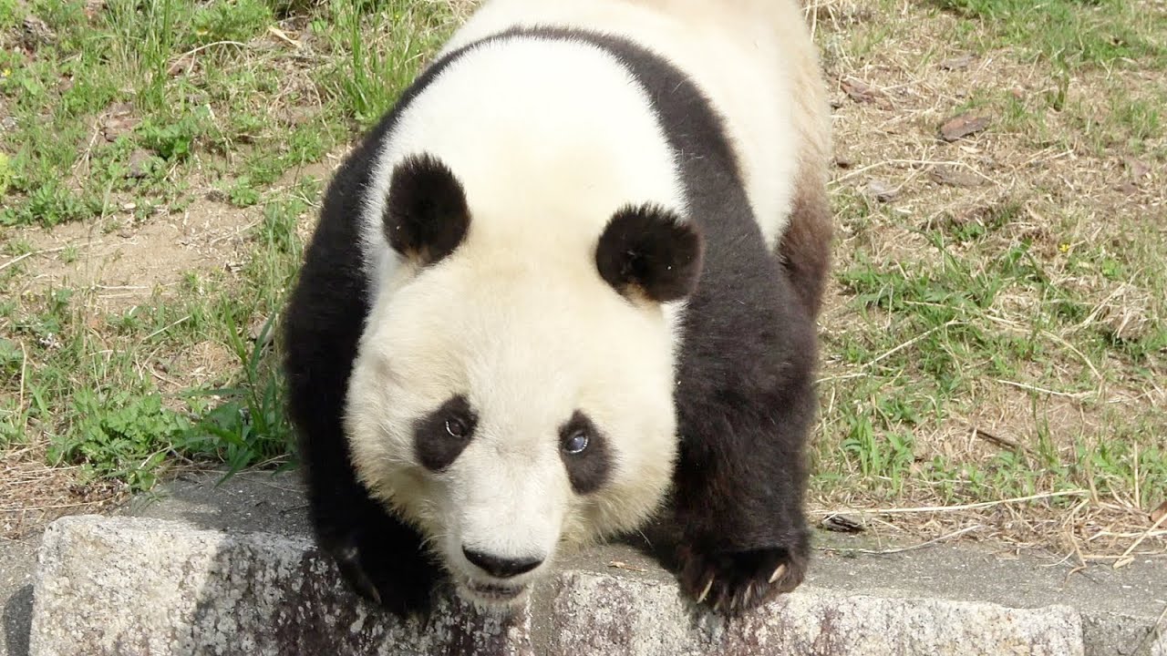 奥のほうからはるばるやってくるタンタン♥ #かわいい #パンダ #神戸市 #王子動物園