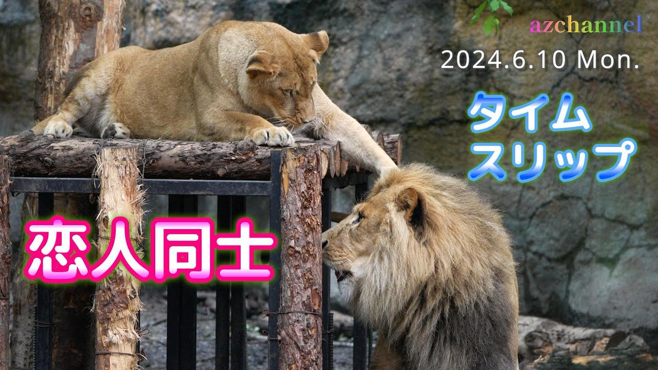 【旭山動物園ライオン】オリト＆イオ タイムスリップ！まるで恋人同士に戻った？❤️子供たちは久しぶりにボールで水遊び　Mom and Dad are like lovers.