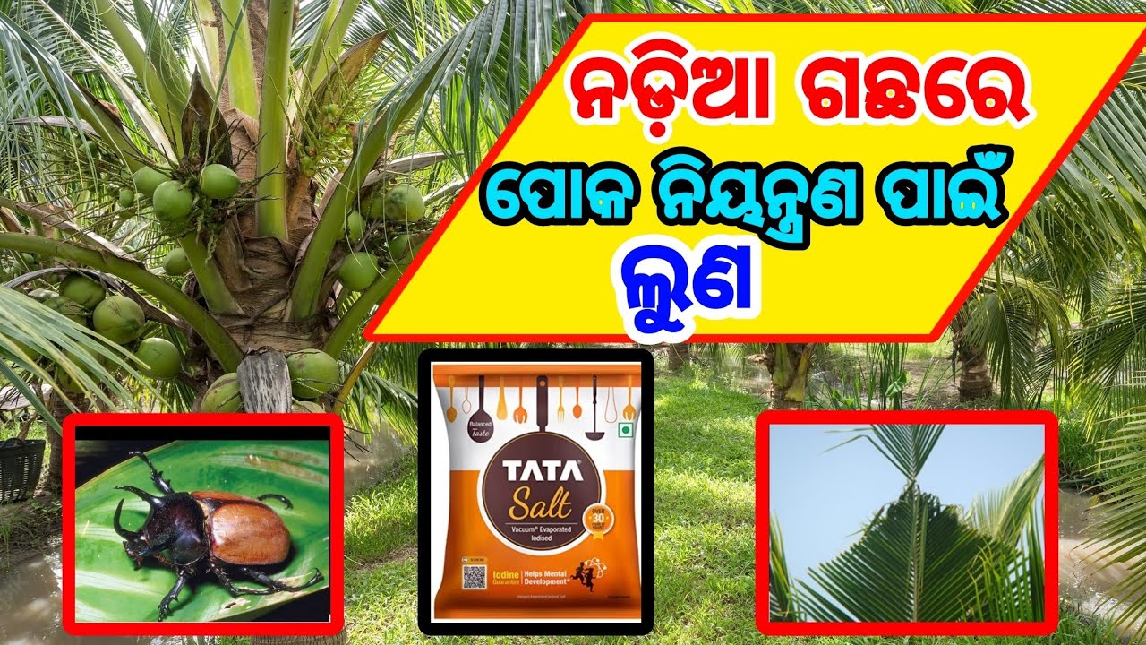 ନଡ଼ିଆ ଫସଲର ପୋକ ନିୟନ୍ତ୍ରଣ ପାଇଁ ଲୁଣ ଓ ଗନ୍ଧ କର୍ପୂର How to manage coconut pest by common salt