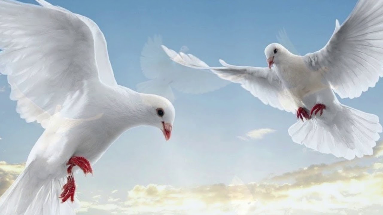Gheghuni Chitchyan - Doves. Anna Mayilyan & Hayk Melikyan.  Աղավնիներ